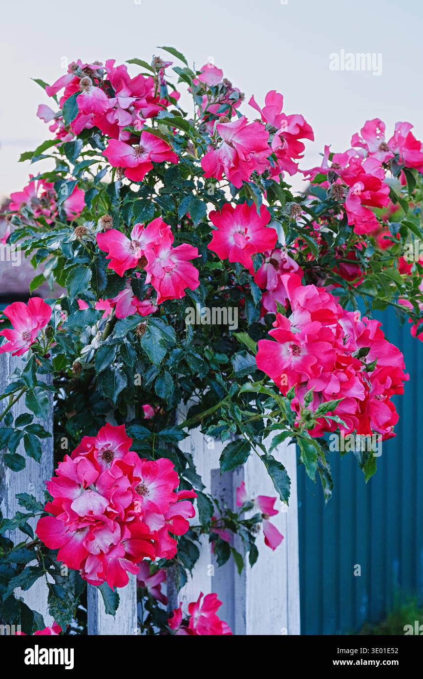 Leuchtend rosa Kletterrose blüht auf einem weißen Holzzaun in einem Garten. Wahrscheinlich weitläufiger Rosentyp (rosa multiflora Stil), natürliches Licht, romantisch Stockfoto