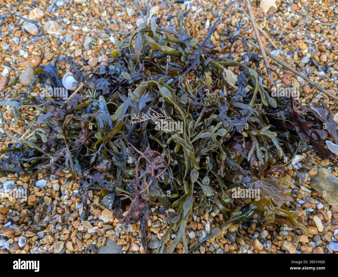 Ein ziemliches Gewirr von Algen, das in der Stränge von St. Leonards-on-Sea am Meer angespült wurde Stockfoto
