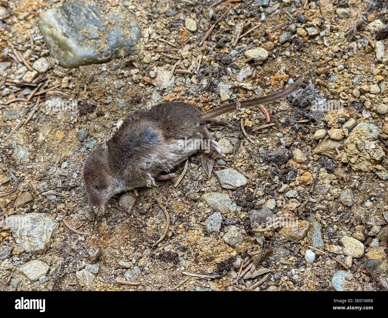 Tote spitzmaus -Fotos und -Bildmaterial in hoher Auflsung  Alamy