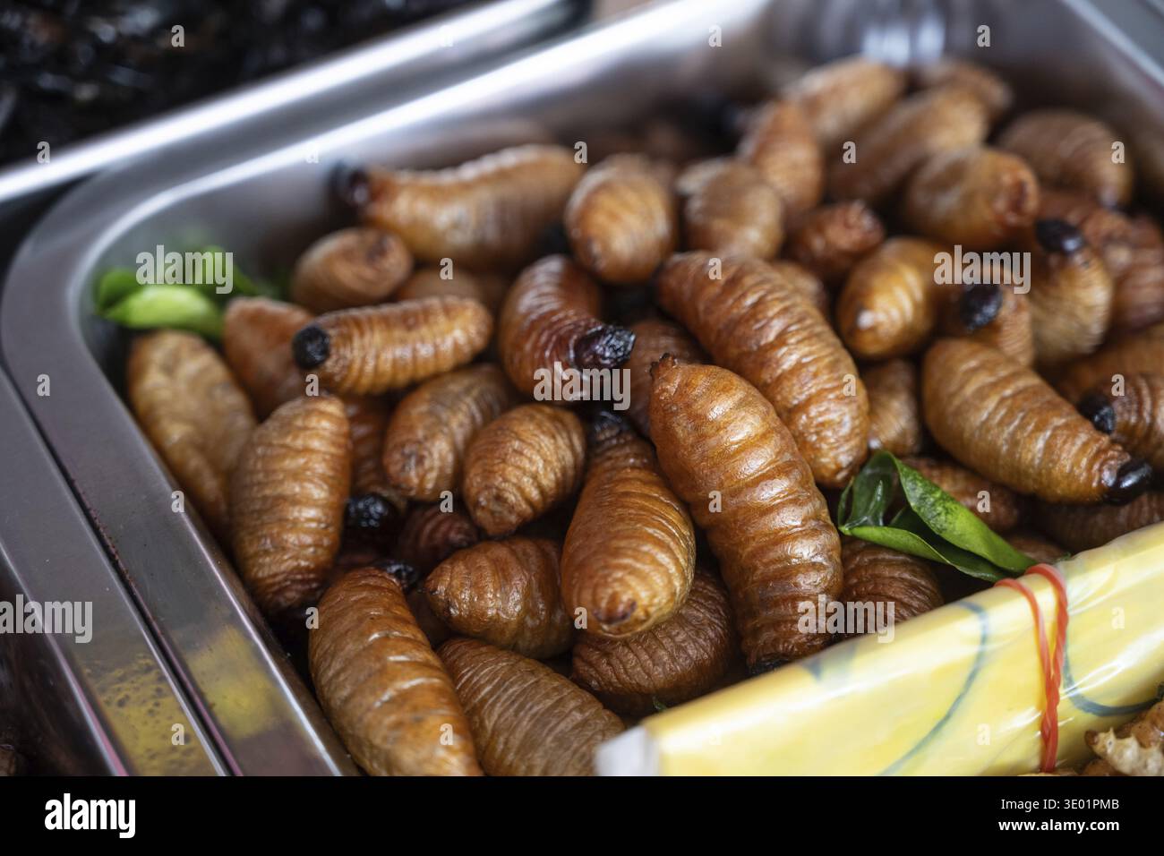 Die Seidenraupenpuppen oder Bombyx Mori sind ein Larvenstadium von Seidenraupen, in der Regel gekocht oder gedünstet und manchmal leicht frittiert, ein beliebtes thailändisches, koreanisches oder chinesisches Larvenstadium Stockfoto