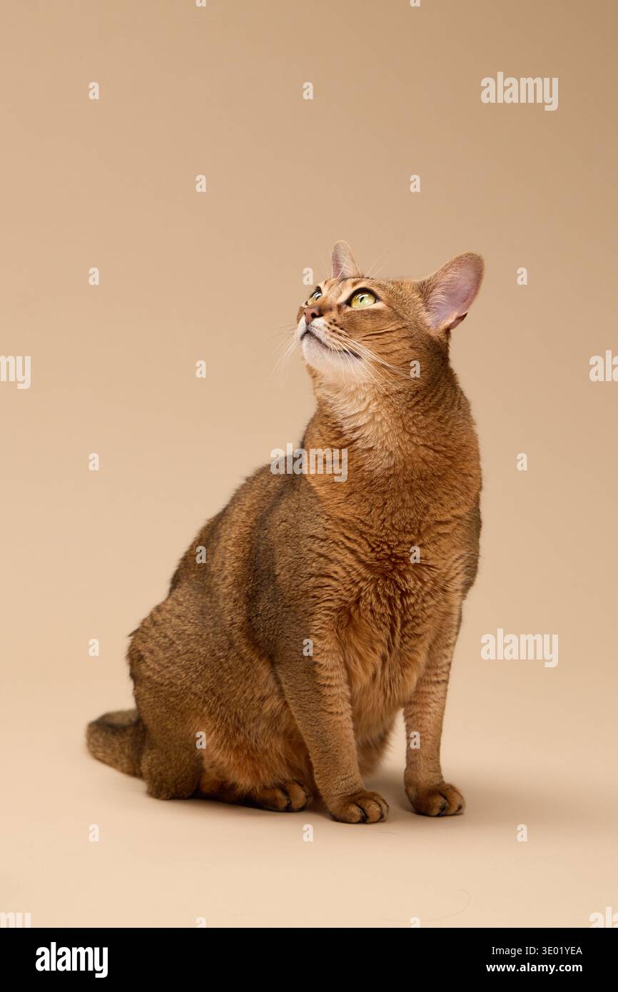 Die Abessinierkatze posiert gerade auf Beige. Eine ruhige und selbstbewusste Haltung unterstreicht die elegante Form. Stockfoto