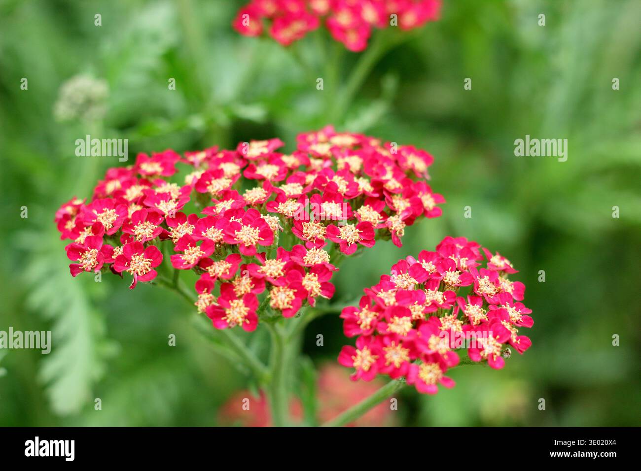 Achillea millefolium 'Sassy Summer Sangria' Schafgarbe blüht im frühen Herbst in Großbritannien Stockfoto