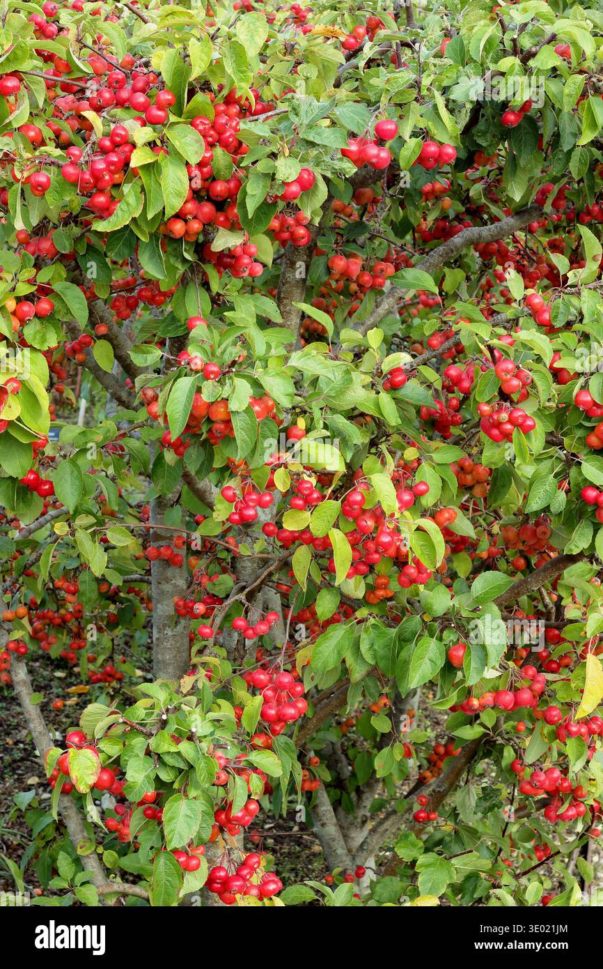Krabbenäpfel. Früchte des Malus „Evereste“-Krabbenapfelbaums im frühen Herbst Stockfoto