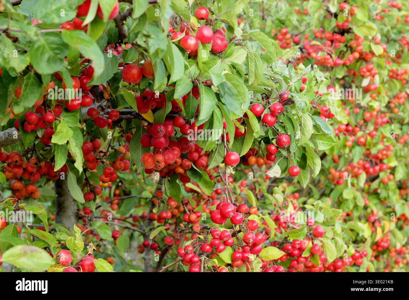 Krabbenäpfel. Früchte des Malus „Evereste“-Krabbenapfelbaums im frühen Herbst Stockfoto