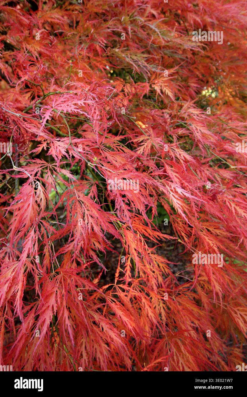 Acer-Baum Blätter im Herbst. Acer palmatum 'Dissectum Atropurpureum'. Dissectum Atropurpureum Stockfoto