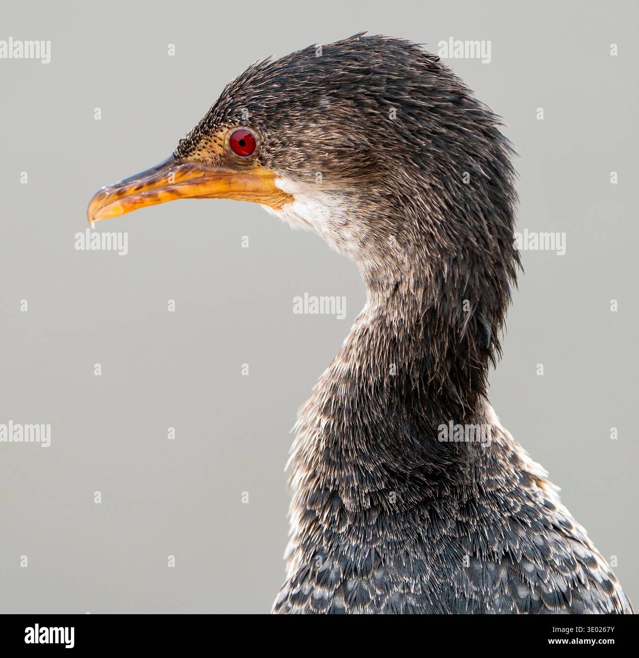 Nahaufnahme eines Wasservogels mit eleganten dunklen Federn, rotem Auge, orange-gelbem Schnabel, neutralgrauem Hintergrund Stockfoto