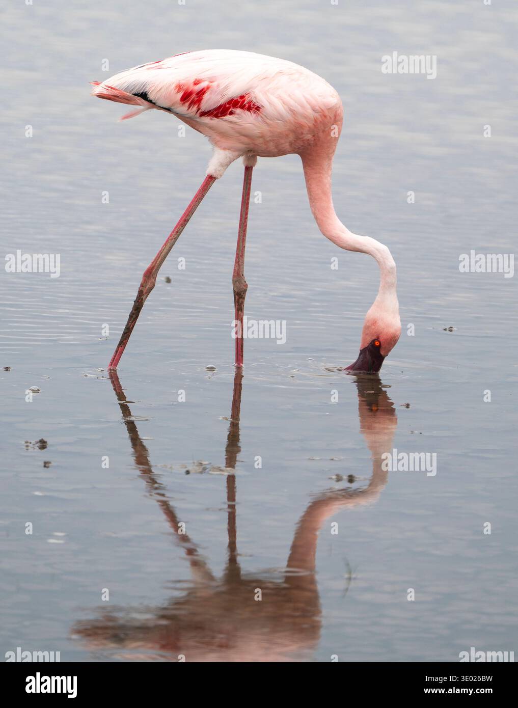 Ein einzelner rosafarbener Flamingo, der sich in flachem Wasser mit klarer Reflexion und weichem, gedämpftem Hintergrund füttert Stockfoto