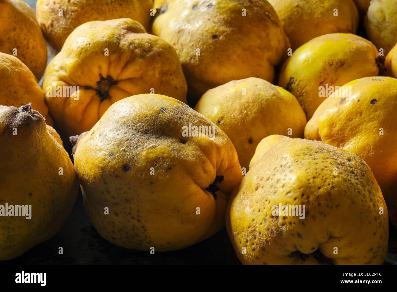 Nahaufnahme von mehreren gelben Quitten in hohem Kontrast. Die Quitte oder Cydonia Oblonga ist eng verwandt mit dem Apfel, der Birne und der Eberesche Stockfoto