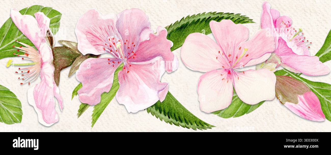 Sakura Blumen horizontale nahtlose Bänder Aquarell, rosafarbene Töne, handbemalt in natürlichem botanischem Stil. Perfekt für Hochzeitseinladungen im Frühling Stockfoto