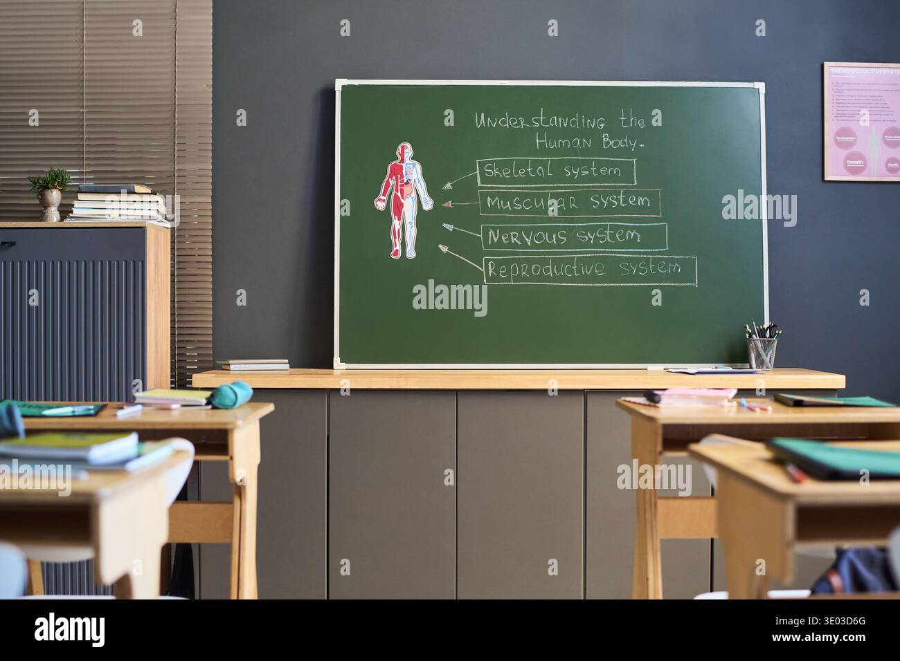 Leerer Schulungsraum mit grünem Tafel, auf dem das Diagramm der menschlichen Anatomie dargestellt wird, und beschrifteten Abschnitten des Skelettsystems, der Muskeln, des Nervensystems und der Fortpflanzungssysteme für Bildungszwecke Stockfoto