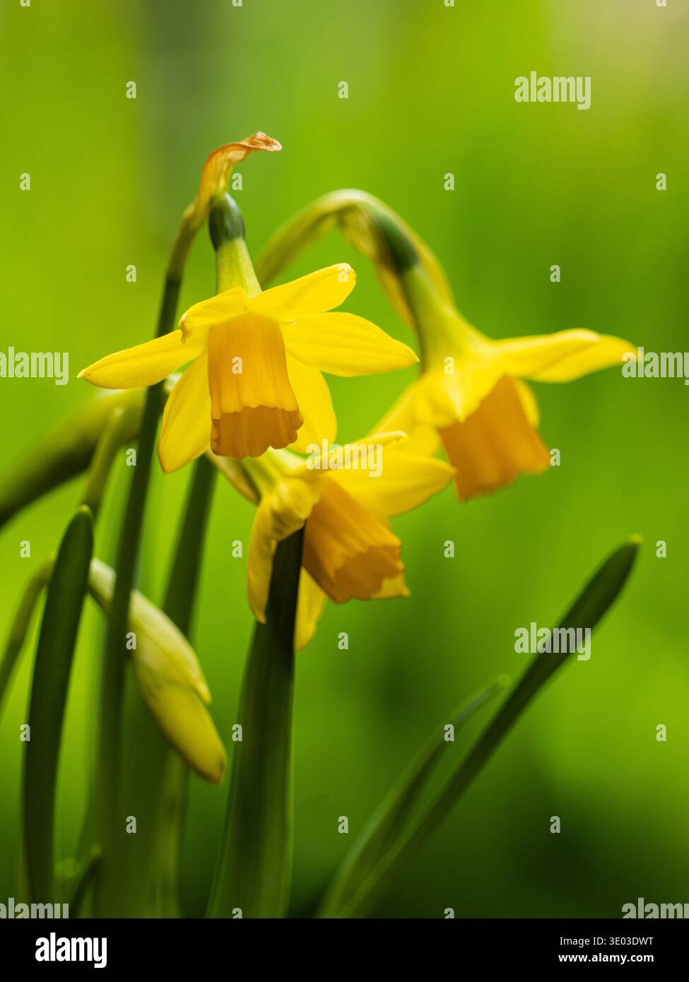 Frühe Frühlingsblühende Narzissen, Narcissus Tete a Tete Stockfoto