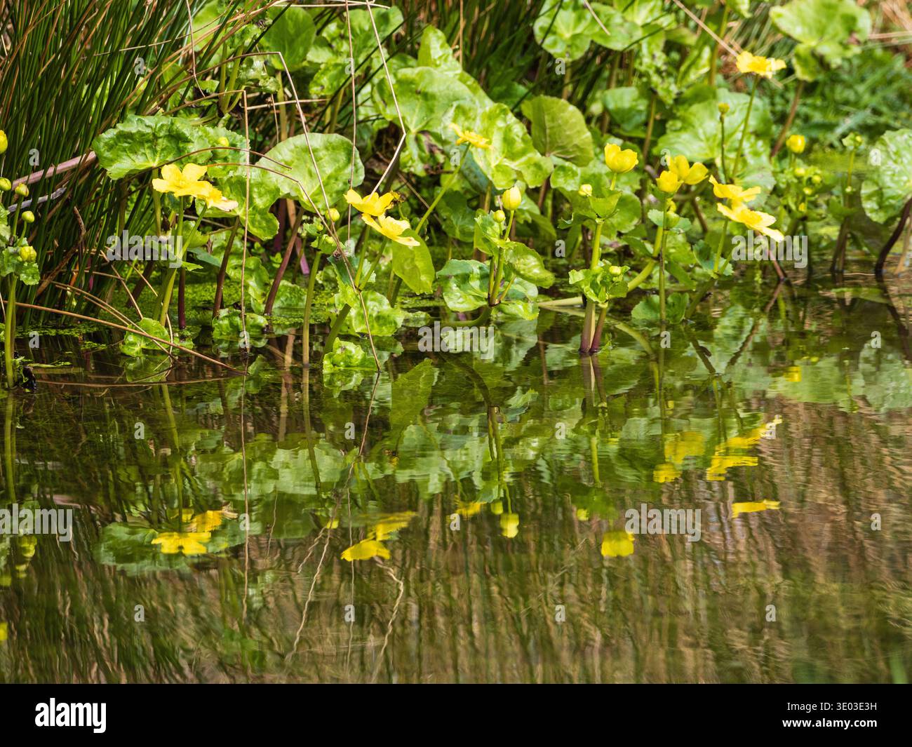 Gelbe frühe Frühlingsblumen und Reflexionen des marginalen Marschland am Wasser, Caltha palustris Stockfoto