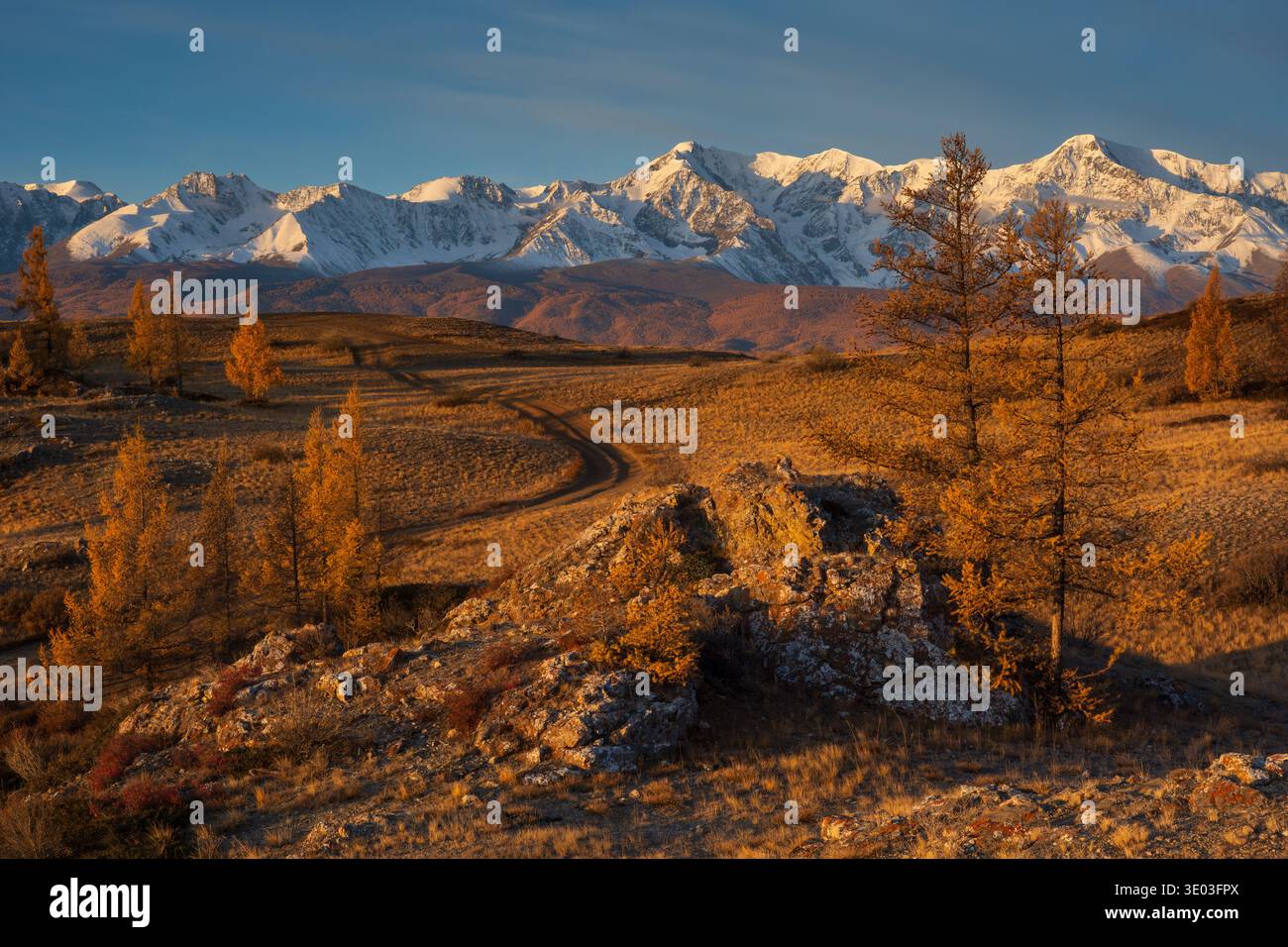 Goldener herbstlicher Lärchenwald, gewundene Schotterstraße, ferne, schneebedeckte Berge bei Sonnenuntergang, warmes Licht, abgelegene Landschaft. Stockfoto