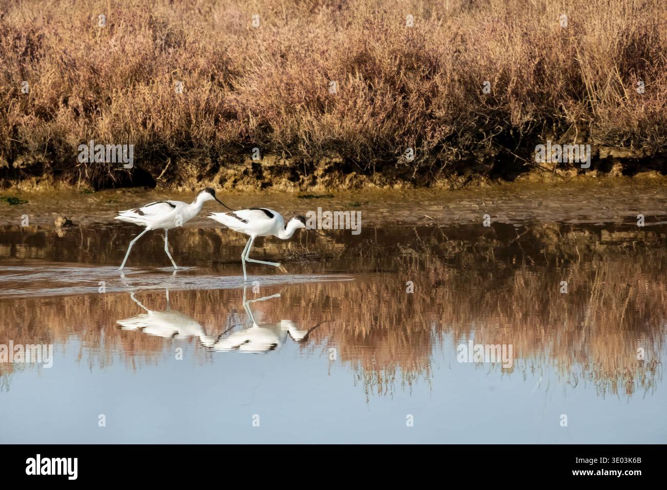 Ein Paar langbeiniger Rattenvogel oder Recurvirostra avosetta, männlich oder weiblich, ernährt sich im Wasser und im Wattenmeer, was sich züchtet oder fortpflanzt Stockfoto