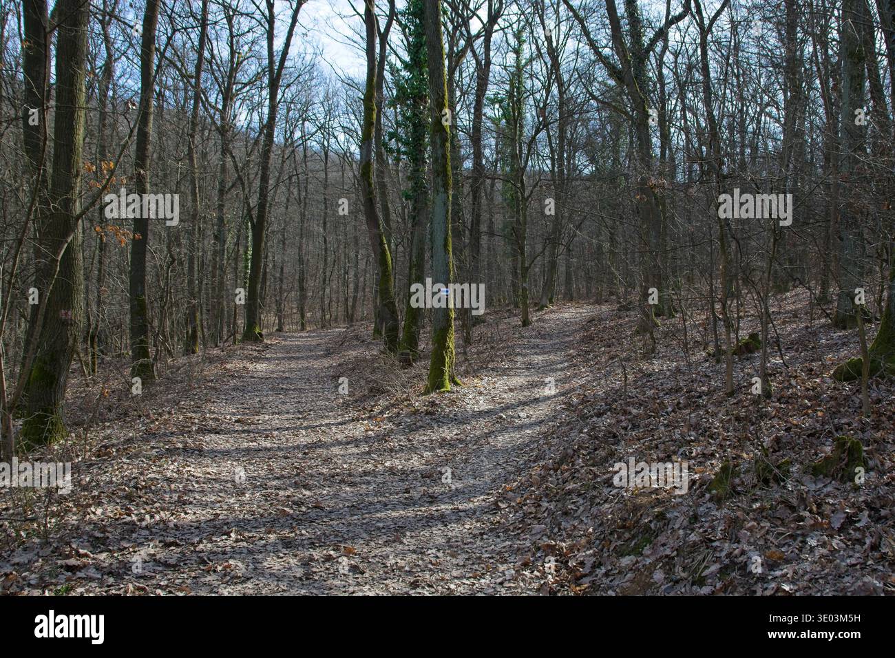 Y-förmige Kreuzung des Waldweges auf dem National Blue Trail bei Csobanka, Ungarn. Konzept der Auswahl, der Entscheidungsfindung und der Fahrten ohne Straße Stockfoto