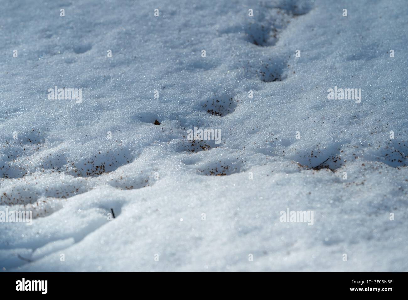 Weicher Schnee mit seichten Abdrücken verstreute Trümmer, Hufmuster, kühle Morgenschatten, Ranger oder Tracker folgen der Route, ruhige Waldränder Stockfoto
