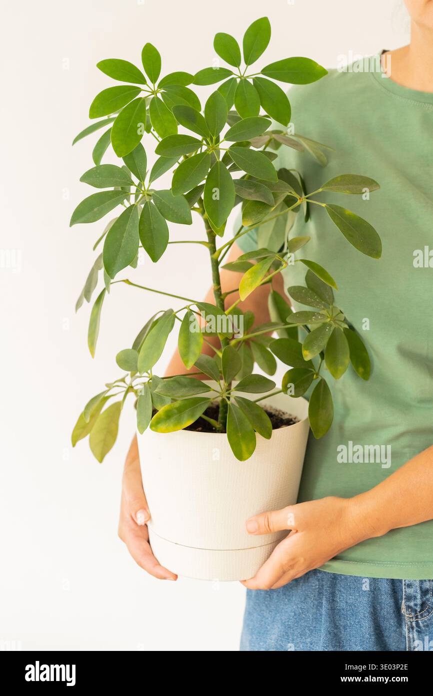 Frau in grünem T-Shirt, die Schefflera-Pflanze in beigem Topf hält. Gartenarbeit im Innenbereich, umweltfreundliches Hobby, Liebe zu Pflanzen Stockfoto