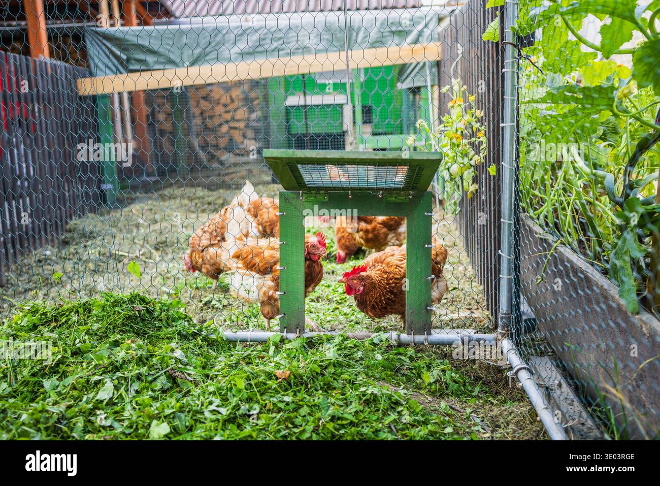 Konzept für Legen Hen Farming, Outdoor Gardening und Self Supply Stockfoto