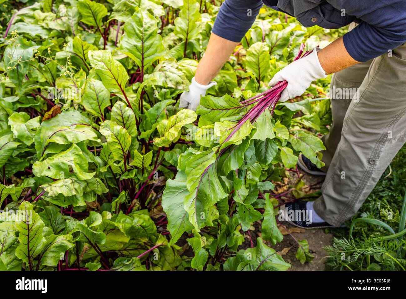 Die Hände sammeln frische Rüben aus dem Gartenboden. Ernte von Wurzelgemüse, Anbau von Bio-Produkten Stockfoto