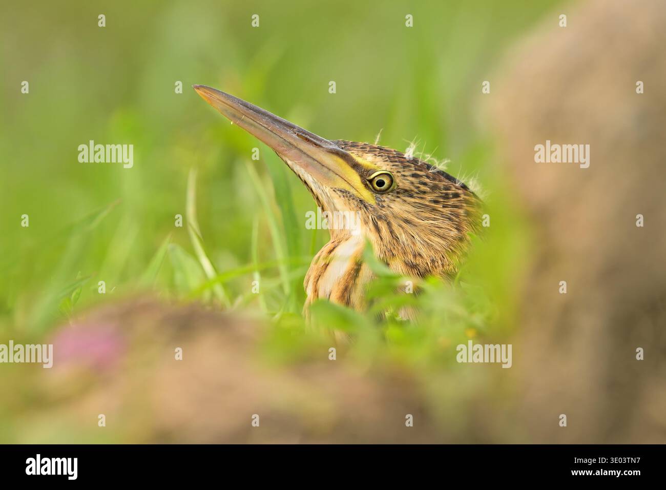 Kleine Bittern Ixobrychus minutus Vogel Regenwasser im Teich Feuchtgebiet Watvögel Watvögel junge Natur Tierwelt süßer Liebling, schönes Tier Stockfoto