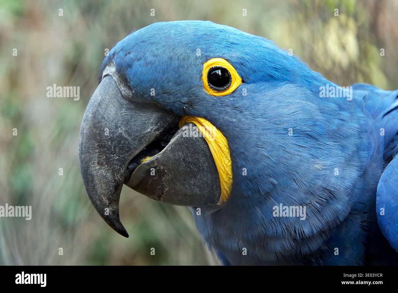 hyazintharas, Hyazintharas, Hyazinthara, Ara hyacinthe, Anodorhynchus hyacinthinus, jácintkék ara Stockfoto