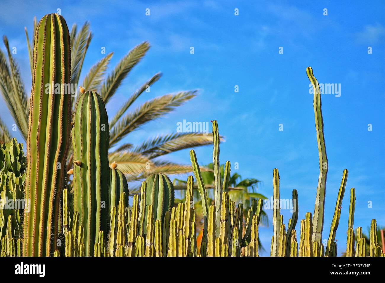 Hohe grüne Kaktuspflanzen mit Palmenblättern vor blauem Himmel in tropischer Landschaft Stockfoto