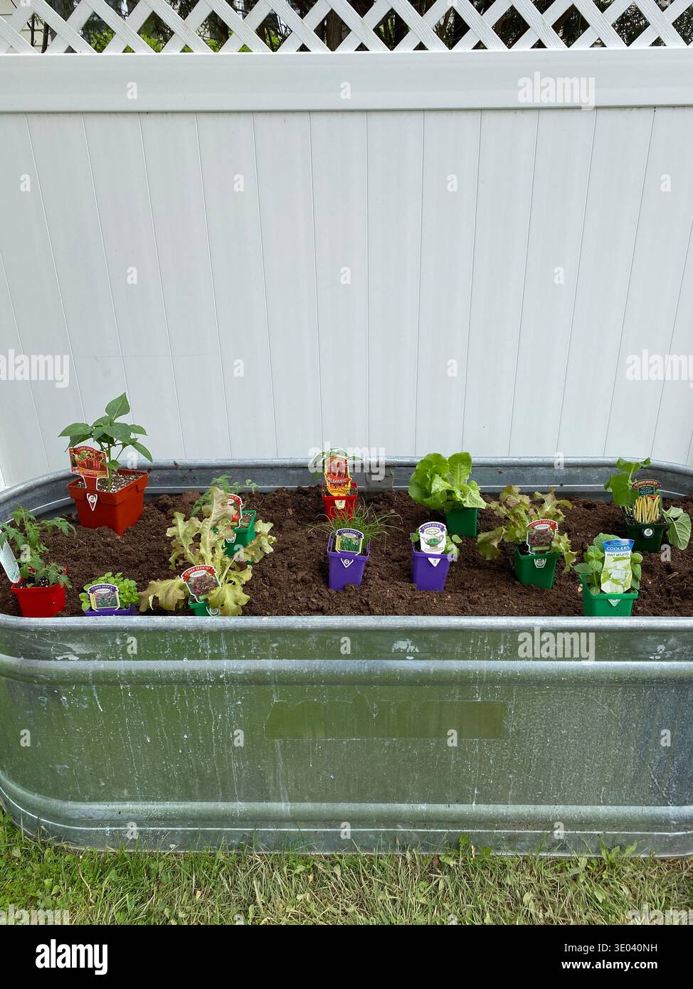Ein erhöhter Gemüsegarten, gefüllt mit Salat, Paprika, Wachsbohnen, Minze, Zitronenmelisse und eine Tomatenpflanze, bereit, in eine Pferdetroge gepflanzt zu werden, - Smartphone-aufgenommenes Stockfoto
