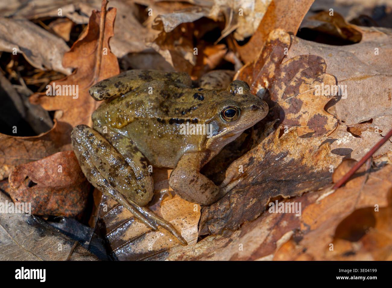 Wanderfrosch / Braunfrosch (Rana temporaria) zeigt Tarnfarben auf dem Waldboden während der Brutsaison im Frühjahr Stockfoto