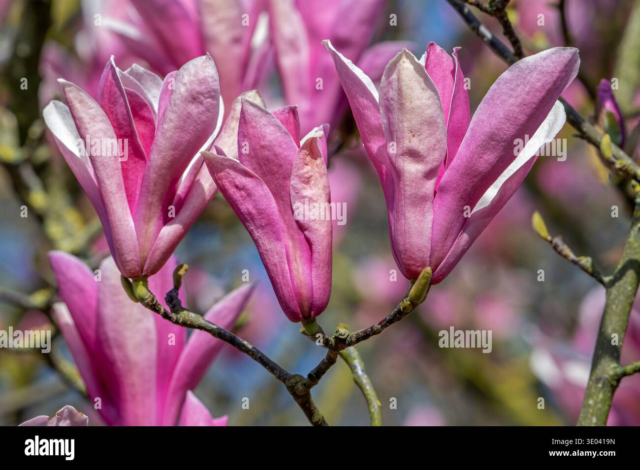Blühende Magnolia liliiflora / Mulan Magnolie / Tulpenmagnolie / Lilienmagnolie mit rosa Blüten im Frühjahr, heimisch im Südwesten Chinas Stockfoto
