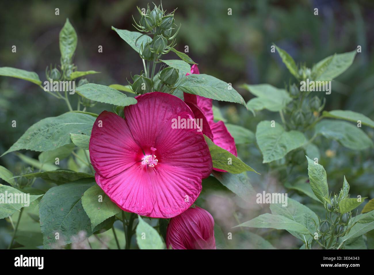Leuchtend blühender Kopf eines magentafarbenen Luna Rose Hardy Hibiscus (Hibiscus moscheutos) in voller Blüte in einem Sommergarten mit großen zentralen Stamen. Stockfoto