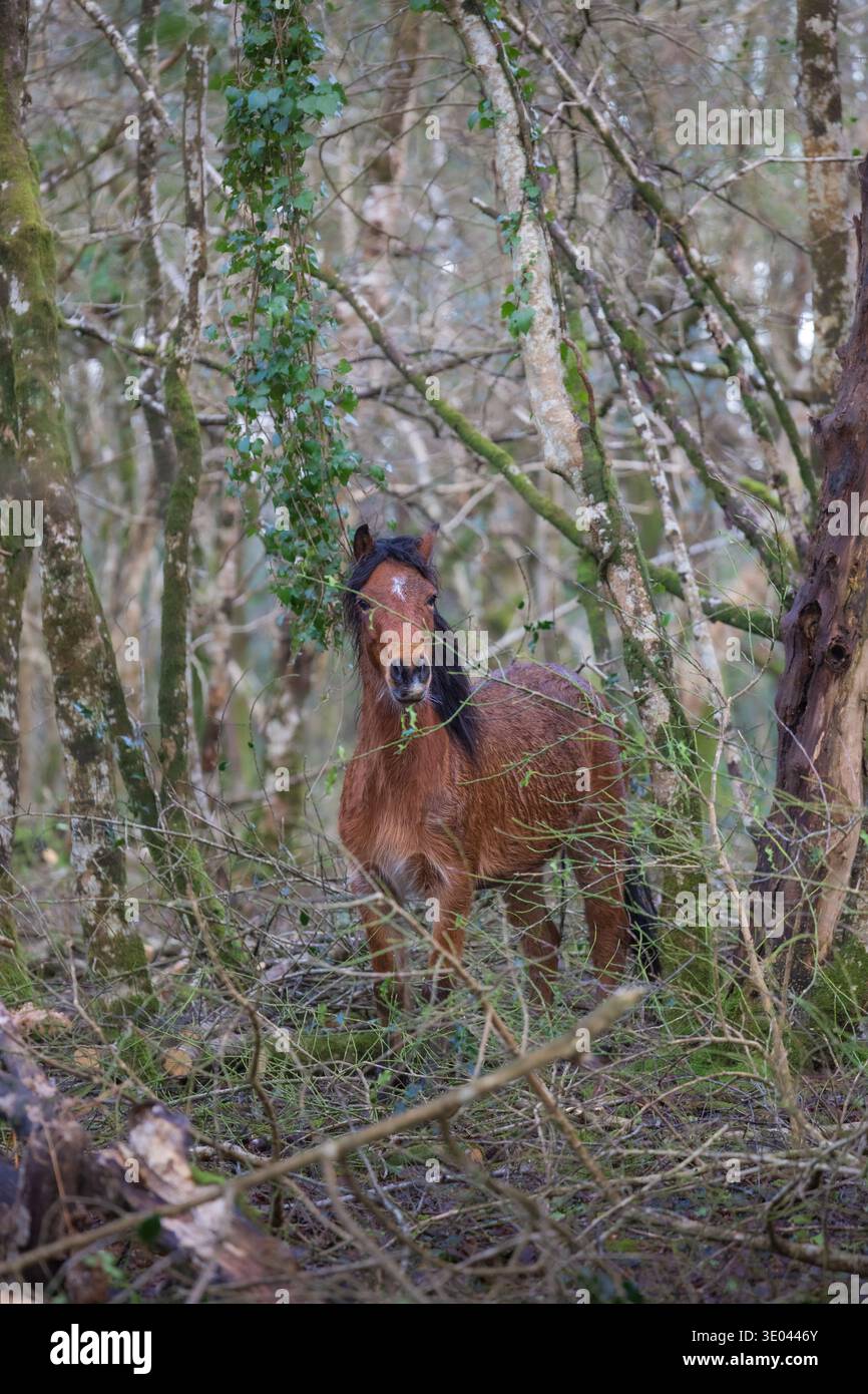 Wilde Dartmoor-Ponys in der Moorlandschaft im Dartmoor-Nationalpark, Devon. Stockfoto