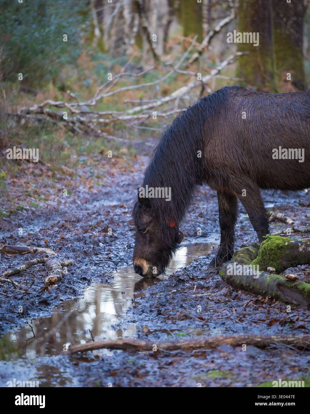 Wilde Dartmoor-Ponys in der Moorlandschaft im Dartmoor-Nationalpark, Devon. Stockfoto
