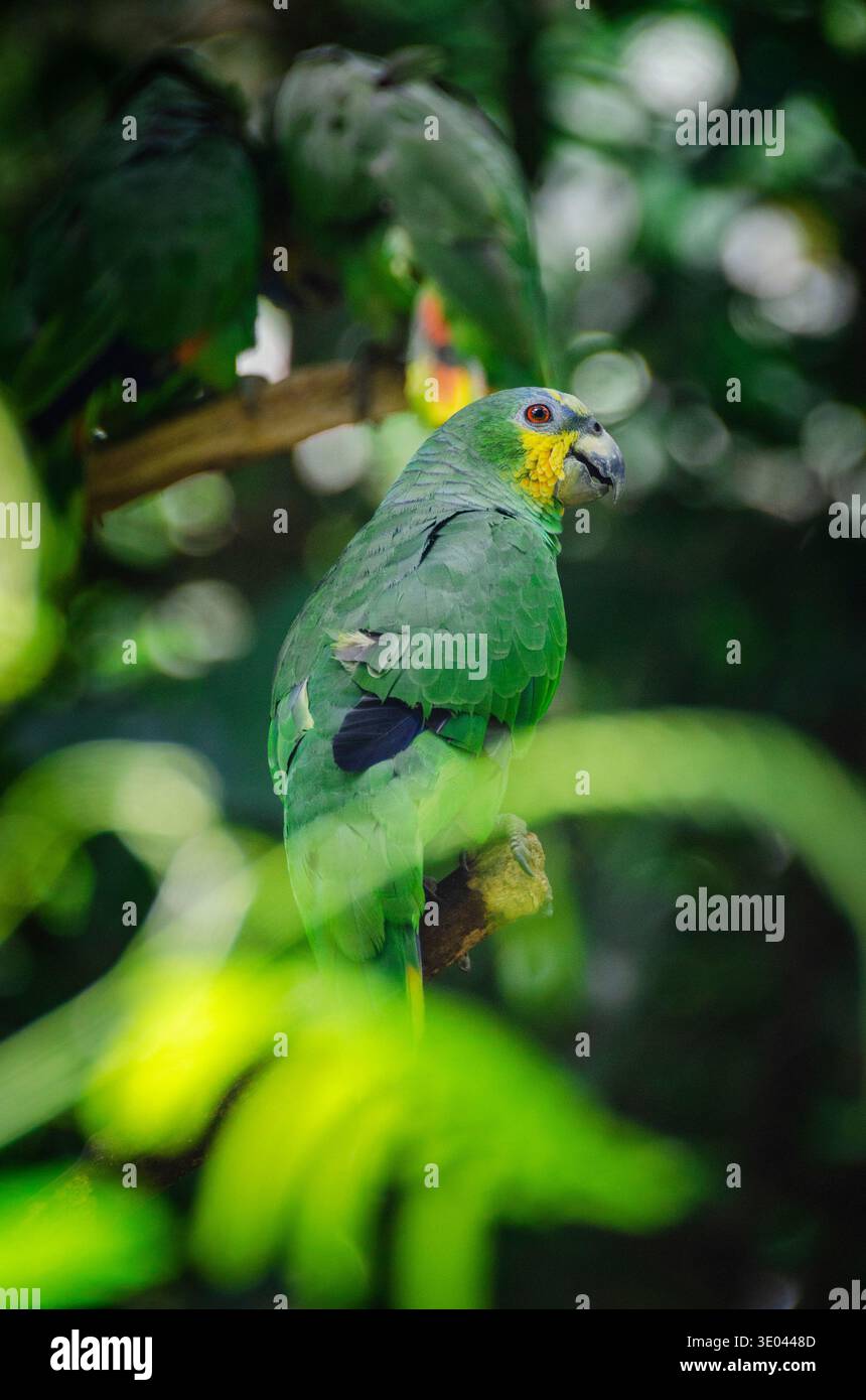 Grüner Amazonas-Papagei, der auf einem Zweig im tropischen Regenwald bei Tena Ecuador thront. Bunter Papagei mit gelben und blauen Gesichtsfedern. Stockfoto