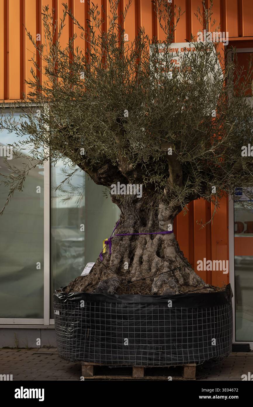 olivenbaum in deutschland winterhart SONDERPREIS: Olivenbaum Olive 160-180 cm dicker Stamm beste Qualität  winterhart + robust