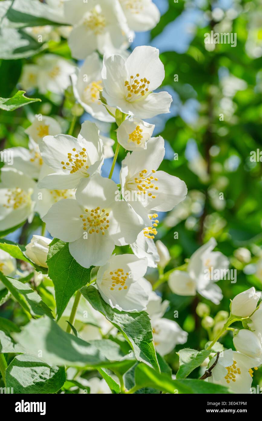 Weiße Jasminblüten blühen auf einem Jasminstrauch (Philadelphus) vor einem klaren blauen Himmel. Diese stark duftende Pflanze ist weithin als Garten-Jasmin bekannt Stockfoto