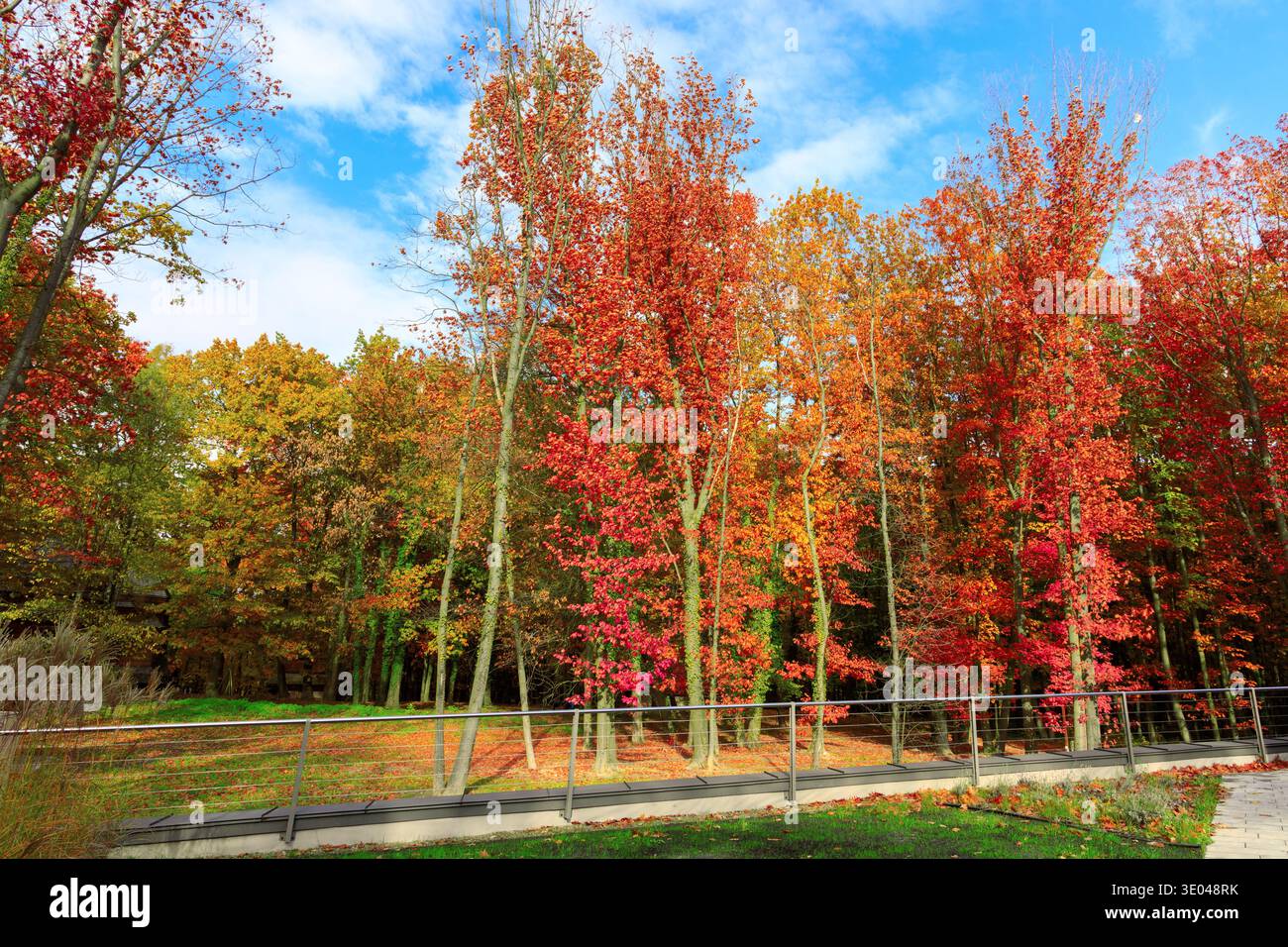 Ein dichter Wald zeigt eine spektakuläre Palette von Herbstlaub in leuchtenden Rot- und Orangentönen vor einem klaren blauen Himmel mit schimmernden Wolken Stockfoto