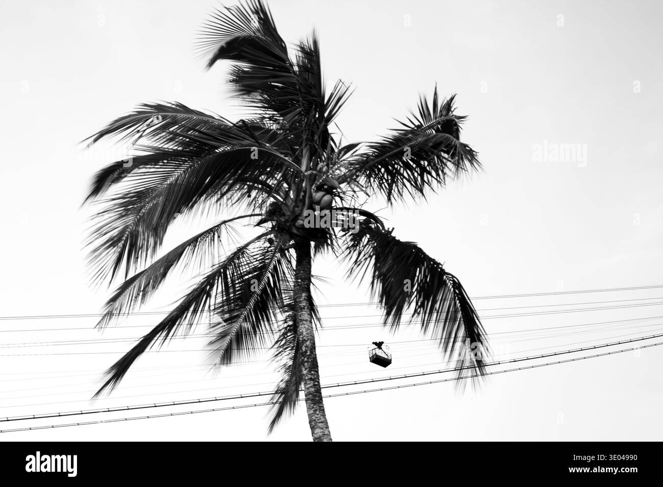 Ein markantes Schwarzweißbild, das die Silhouette einer Palme am Himmel einfängt. Im Vordergrund befinden sich mehrere horizontale elektrische Drähte, Stockfoto