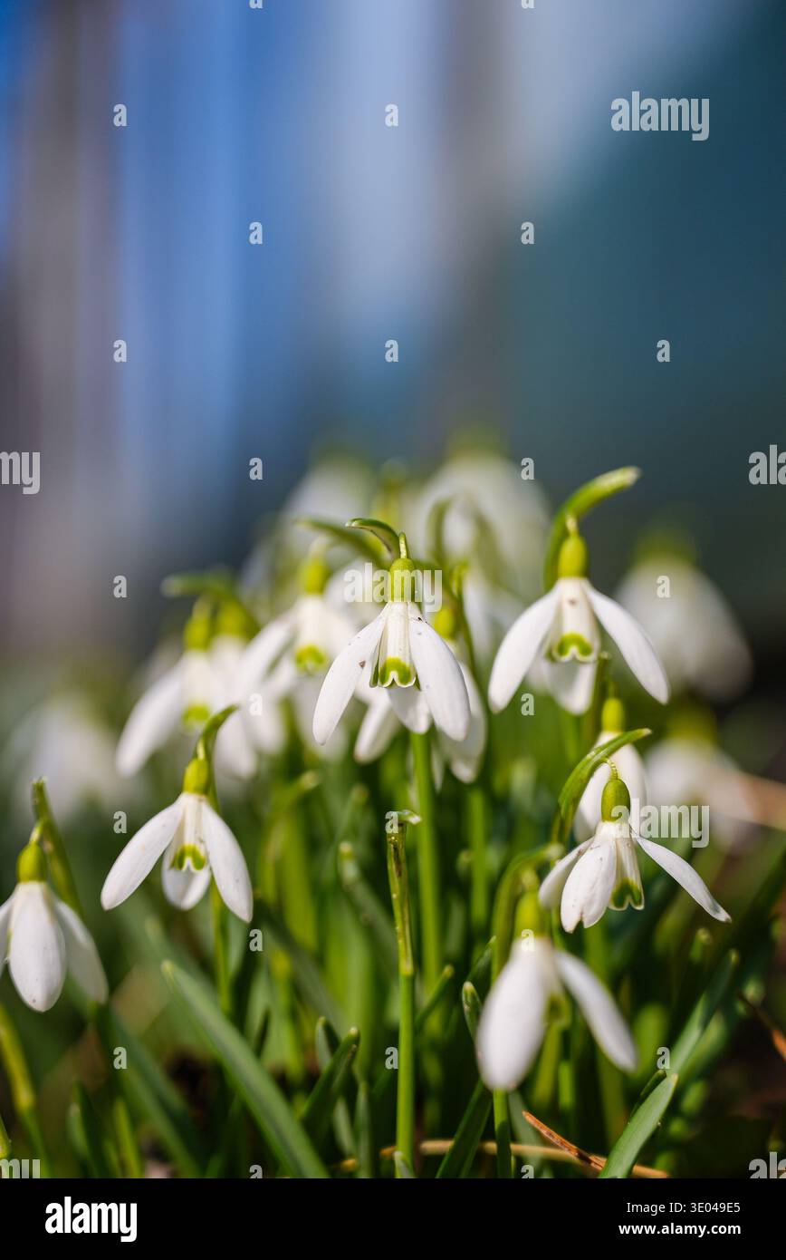Eine lebhafte Nahaufnahme der zarten Schneeglöckchen, die im Frühjahr blühen. Die weichen, weißen Blütenblätter und die frischen grünen Blätter symbolisieren die Ankunft des Frühlings und des Jahres Stockfoto
