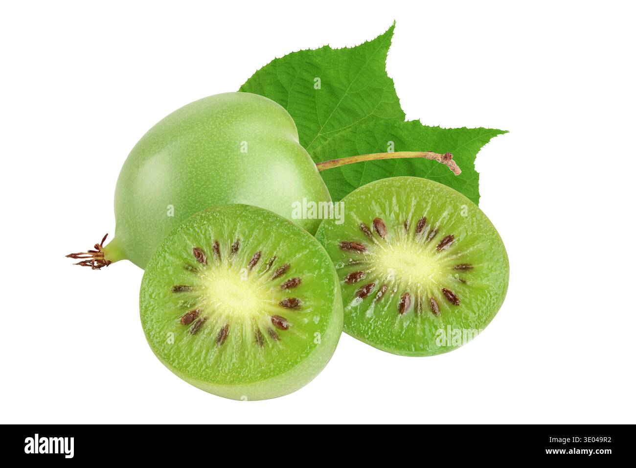 Mini-Kiwi-Babyfrucht oder Actinidia arguta isoliert auf weißem Hintergrund mit voller Schärfentiefe. Stockfoto