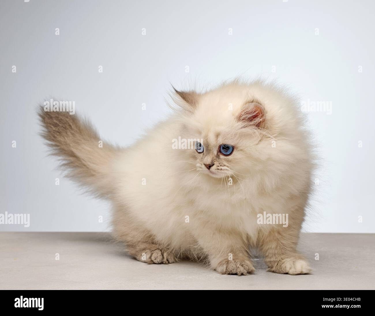 Flauschiges weißes sibirisches Farbpunktkätzchen (Neva Masquerade Rasse) mit hellblauen Augen auf einem neutralen Hintergrund, der zur Seite blickt. Niedliche reinrassige Kuppeln Stockfoto