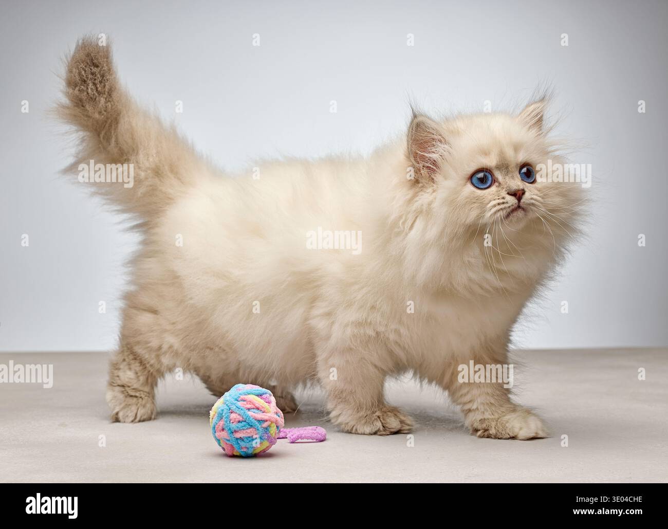 Flauschiges weißes sibirisches Farbpunktkätzchen (Neva Masquerade Rasse) mit hellblauen Augen auf neutralem Hintergrund mit farbenfroher Spielzeugkugel. Niedliches reinrassiges Do Stockfoto