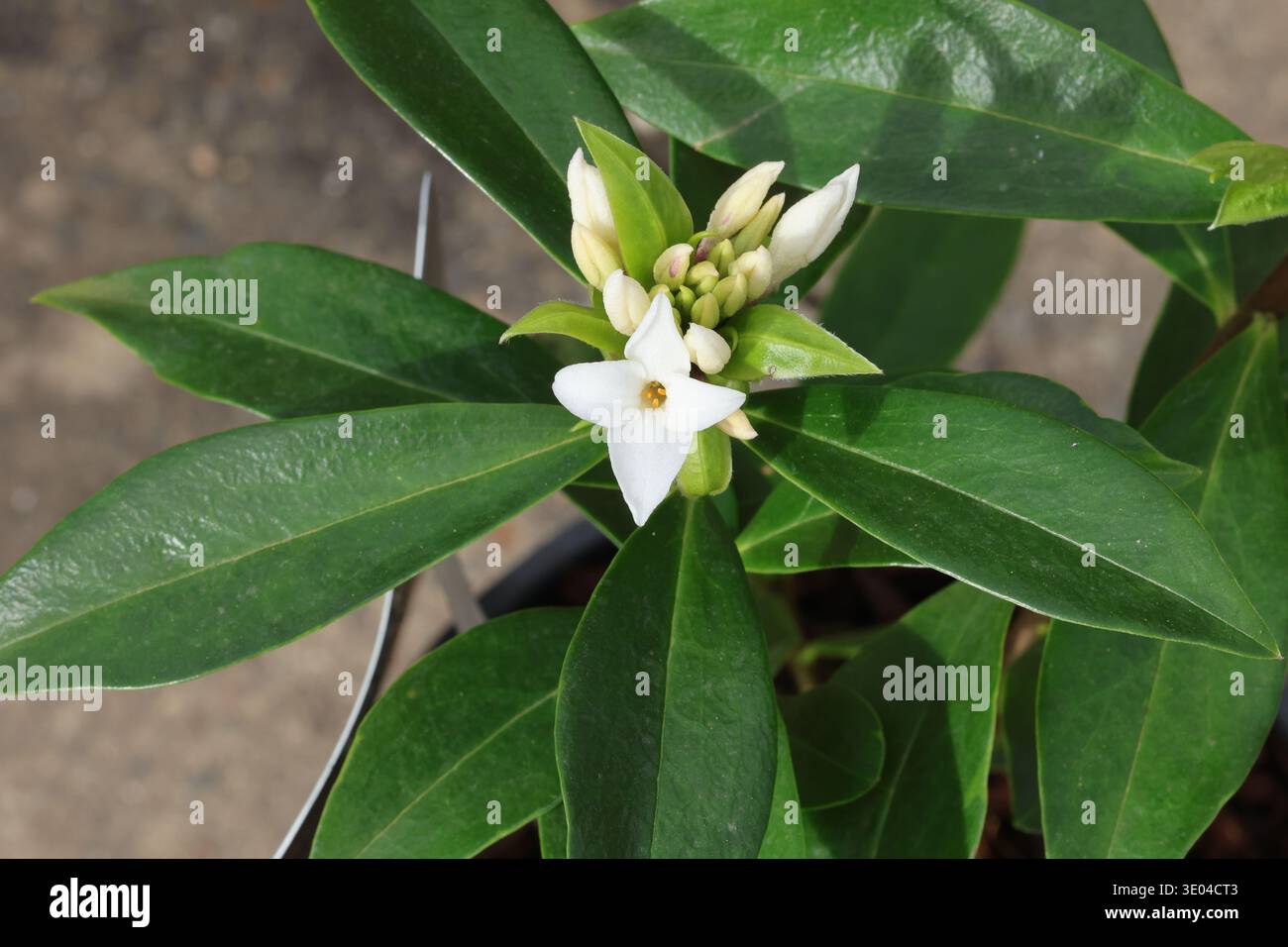 Daphne Parfüm Princess ('Dapjur01'). Stark duftende Endgruppen aus blassrosa Knospen und weißen daphne-Blüten. Stockfoto