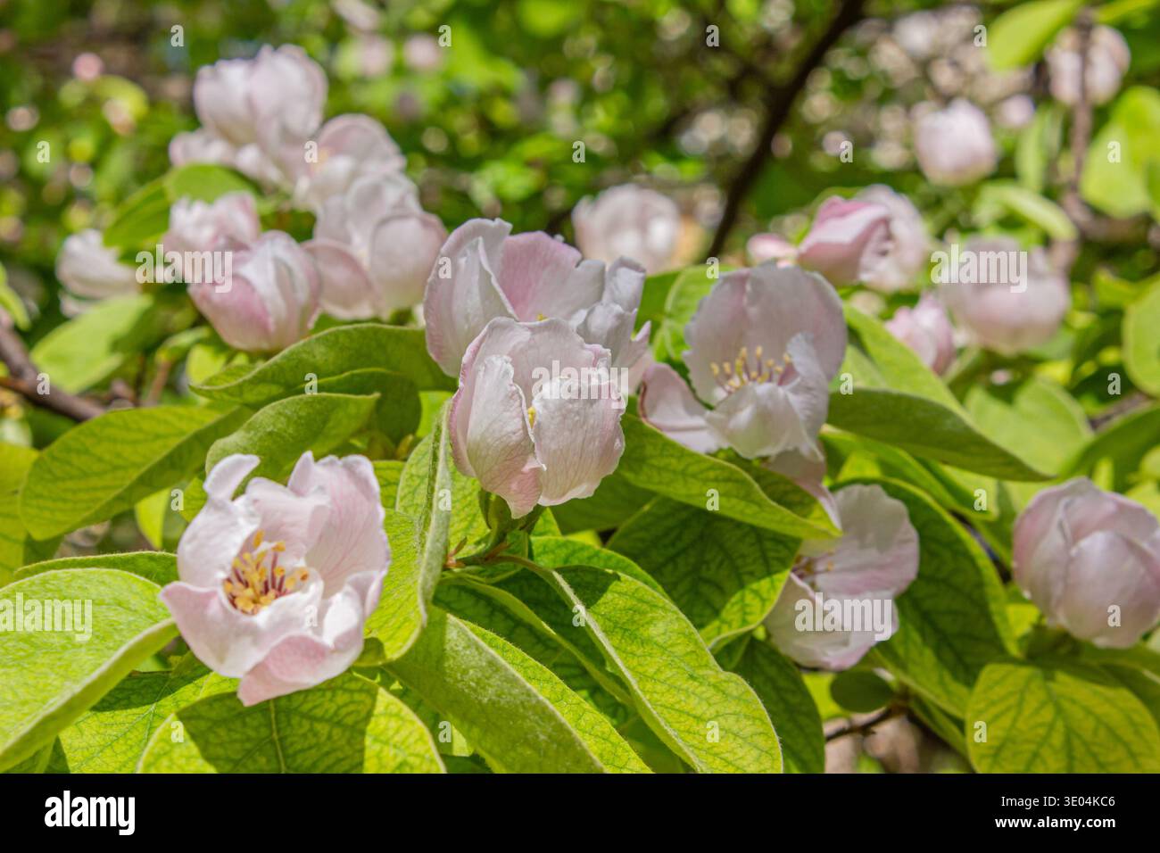 Nahaufblühende Quitte (Cydonia oblonga) als natürlicher Hintergrund. Blühender Quittenbaum im Hintergrund des Frühlings. Stockfoto