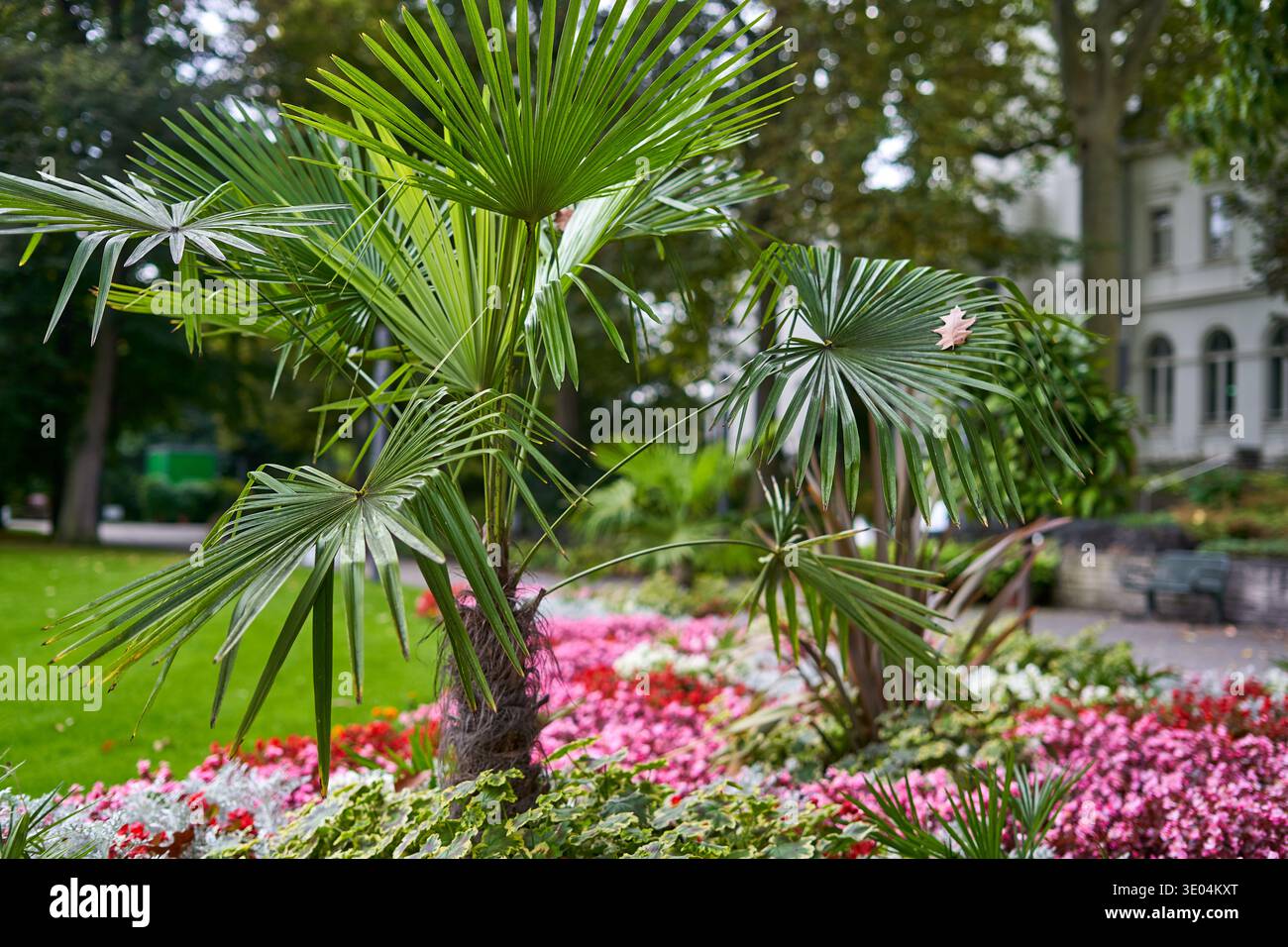 Eine lebendige Gartenszene mit Fächerpalmen (Trachycarpus fortunei) mit üppig grünen Wedeln im Vordergrund, umgeben von farbenfrohen... Stockfoto