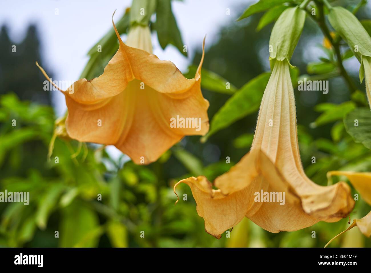 Nahaufnahme der goldorangefarbenen Brugmansia-Blüten, allgemein bekannt als Engelstrompete, die an grünen Stielen hängen. Die trompetenförmigen Blüten... Stockfoto