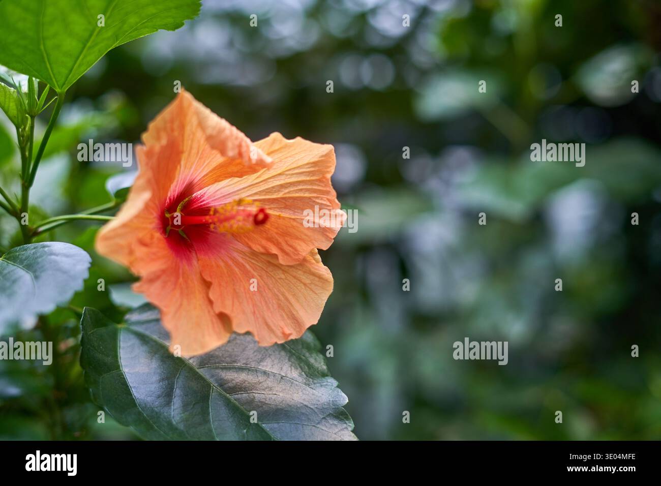 Eine Nahaufnahme einer leuchtenden orangen Hibiskusblüte in voller Blüte, die zarte Blütenblätter mit subtilen Pfirsichtönen und Korallentönen zeigt, die zu einem... Stockfoto