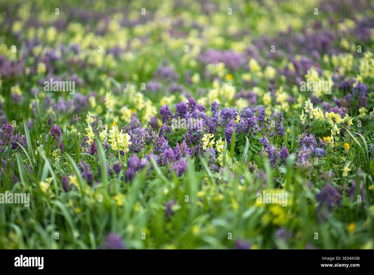 Grüne, üppige Wiese im Stadtpark, bedeckt mit blühenden corydalis-Wildblumen am sonnigen Frühlingstag. Stockfoto