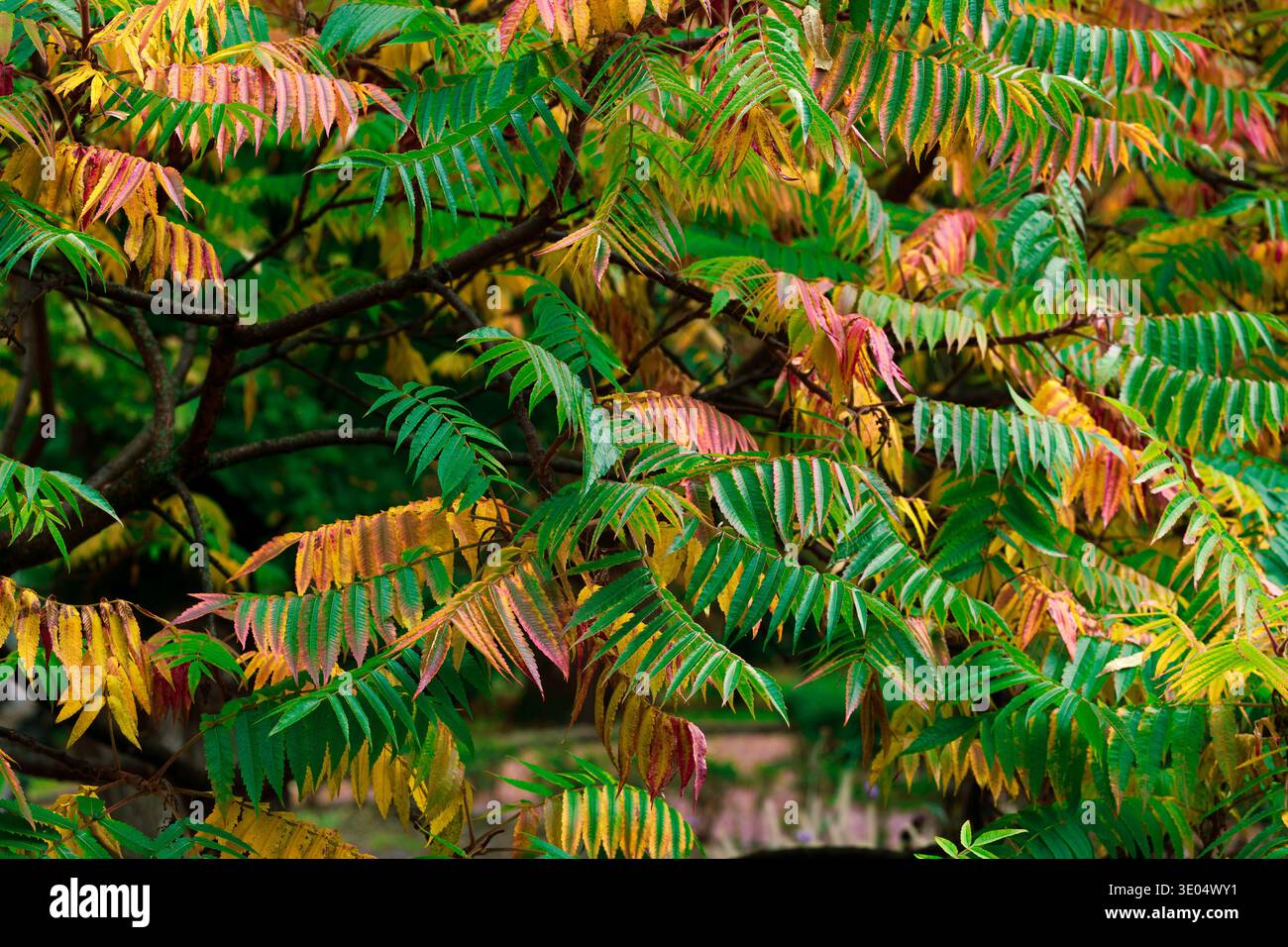 Aus nächster Nähe sehen Sie Sumakbäume, die durch jahreszeitliche Farben übergehen und die Schönheit des Herbstblattes in der Natur zeigen Stockfoto