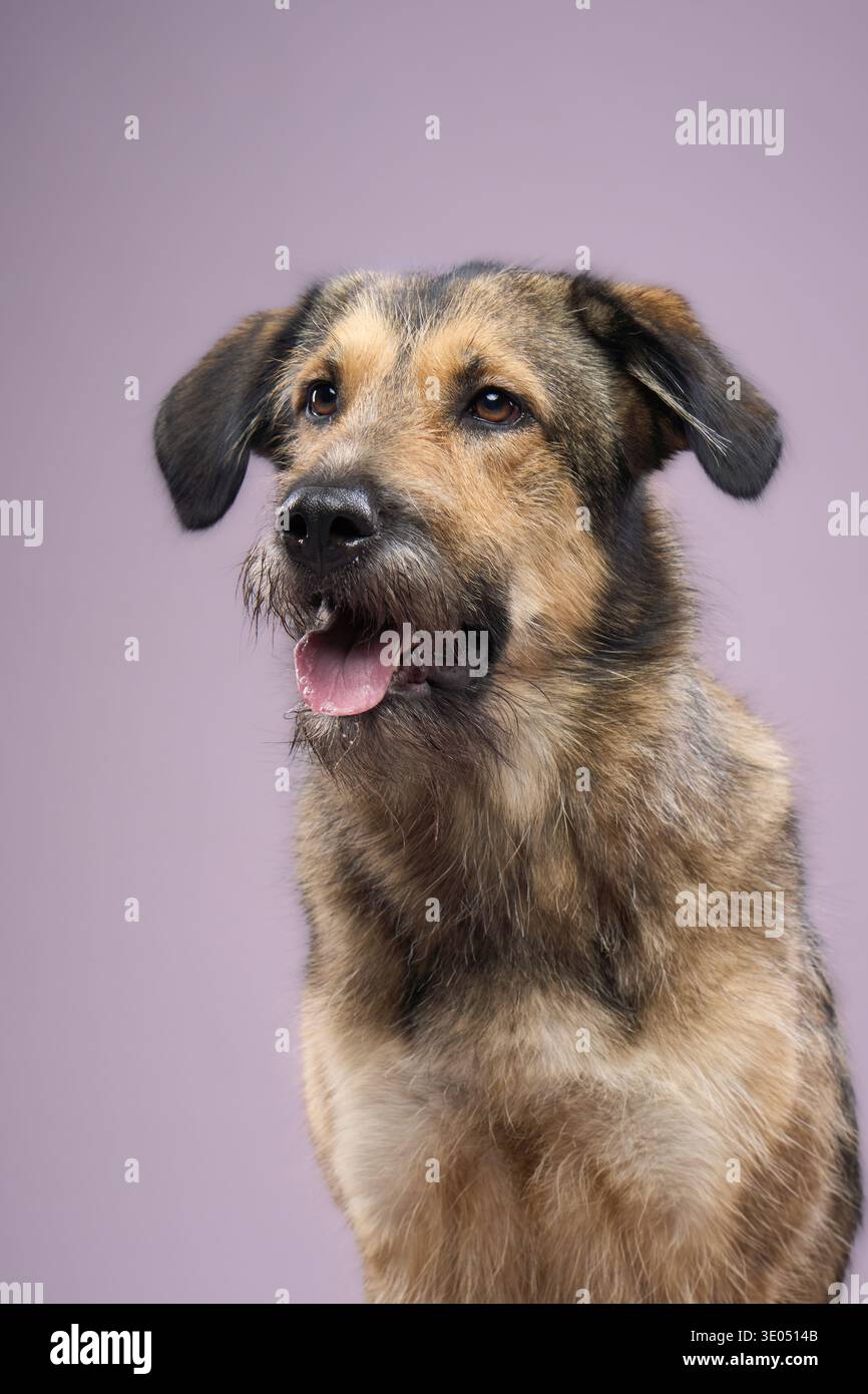 Der Hund dreht seinen Kopf leicht nach rechts in einer neutralen Haltung. Sein Fell ist eine Mischung aus Grau und Braun. Stockfoto