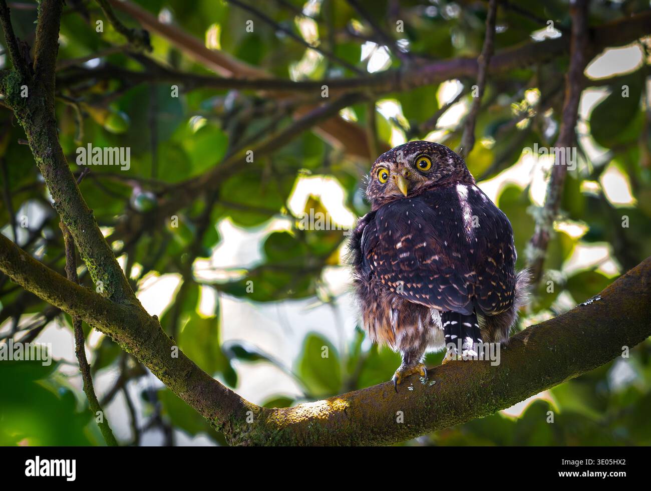 Costa-ricanische Pygmieneule (Glaucidium costaricanum), die auf moosigem Baumzweig im tropischen Waldgebiet thront Stockfoto